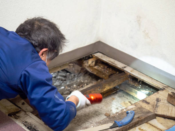 Best Mold Damage Repair  in Woodruff, SC