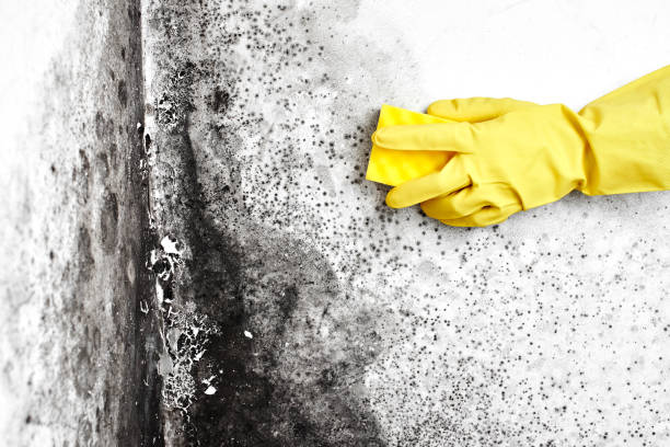 Best Local Mold Removal Service  in Woodruff, SC