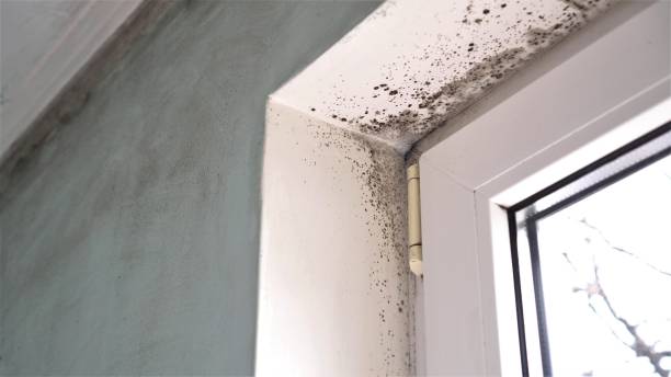 Best Same-Day Mold Removal  in Woodruff, SC