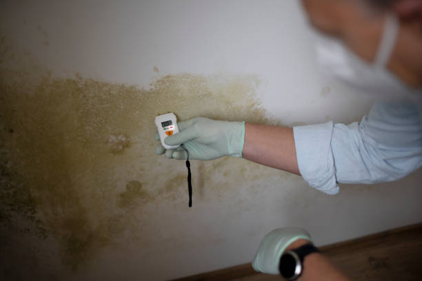 Best Mold Remediation Experts  in Woodruff, SC
