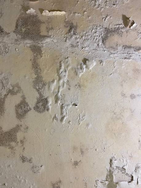 Best Office Mold Removal Services  in Woodruff, SC