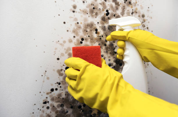 Best Commercial Mold Removal  in Woodruff, SC