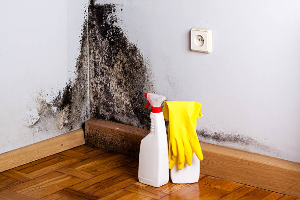 Best Commercial Mold Removal  in Woodruff, SC
